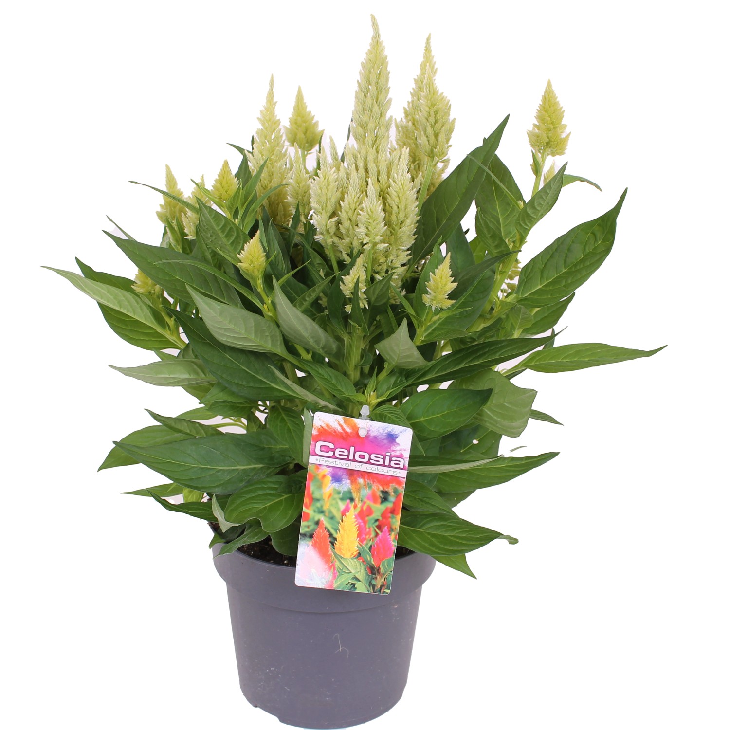 FederbuschCelosie Höhe ca. 40 45 cm TopfØ ca. 17 cm Farbenauswahl