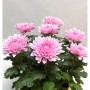 Winteraster Nebelrose (Chrysanthemum Indicum) mit rosa Blüten und grünen Blättern.