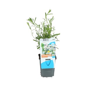 Sumpfschafgarbe (Achillea ptarmica) im 9 cm Topf für Beet, Ufer- und Feuchtzone.