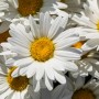 Nahaufnahme der weißen Blüten der GROW by OBI Sommermargerite "Ohh La Lagrande".