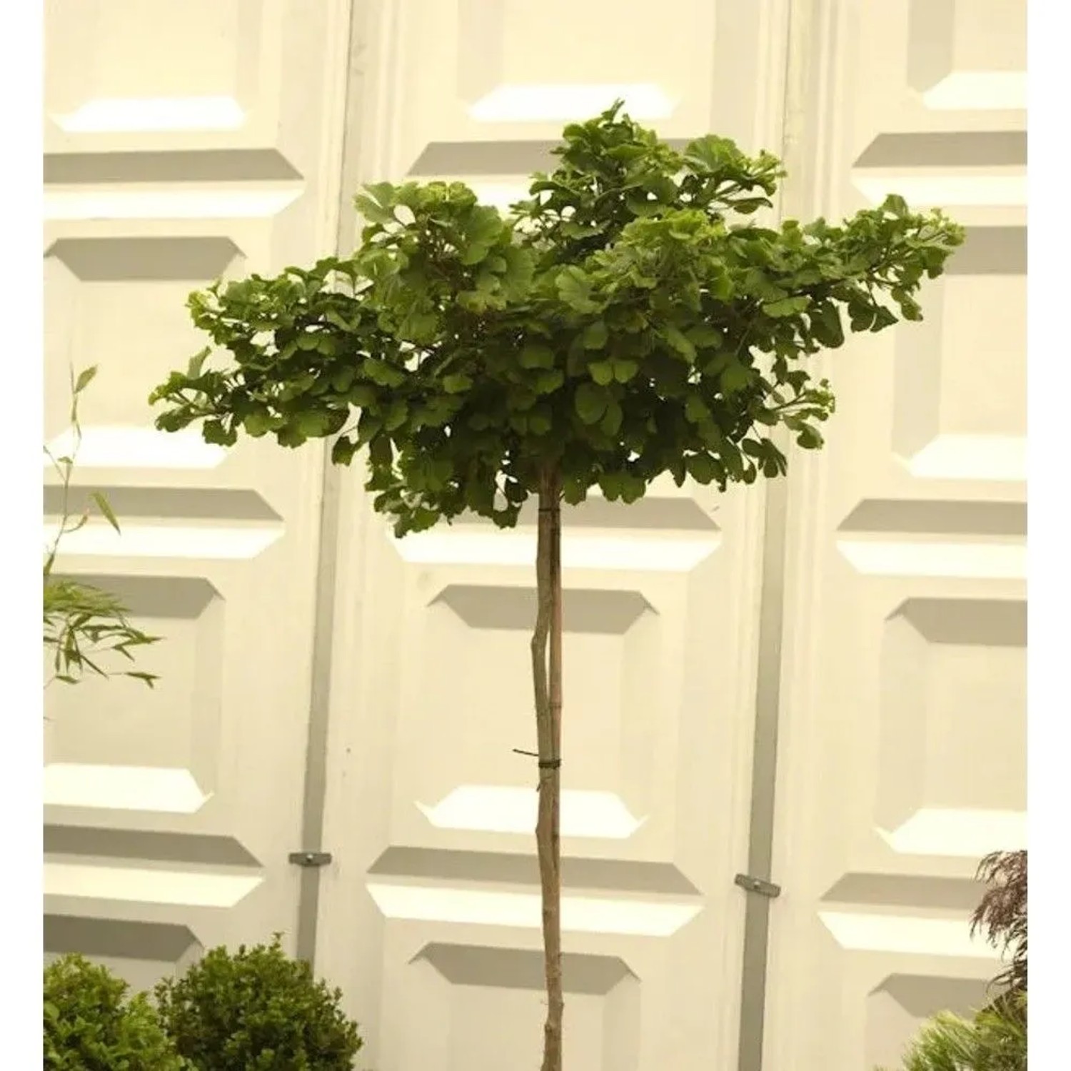 Hochstamm Kugel Fächerblattbaum 100-125cm - Ginkgo biloba
