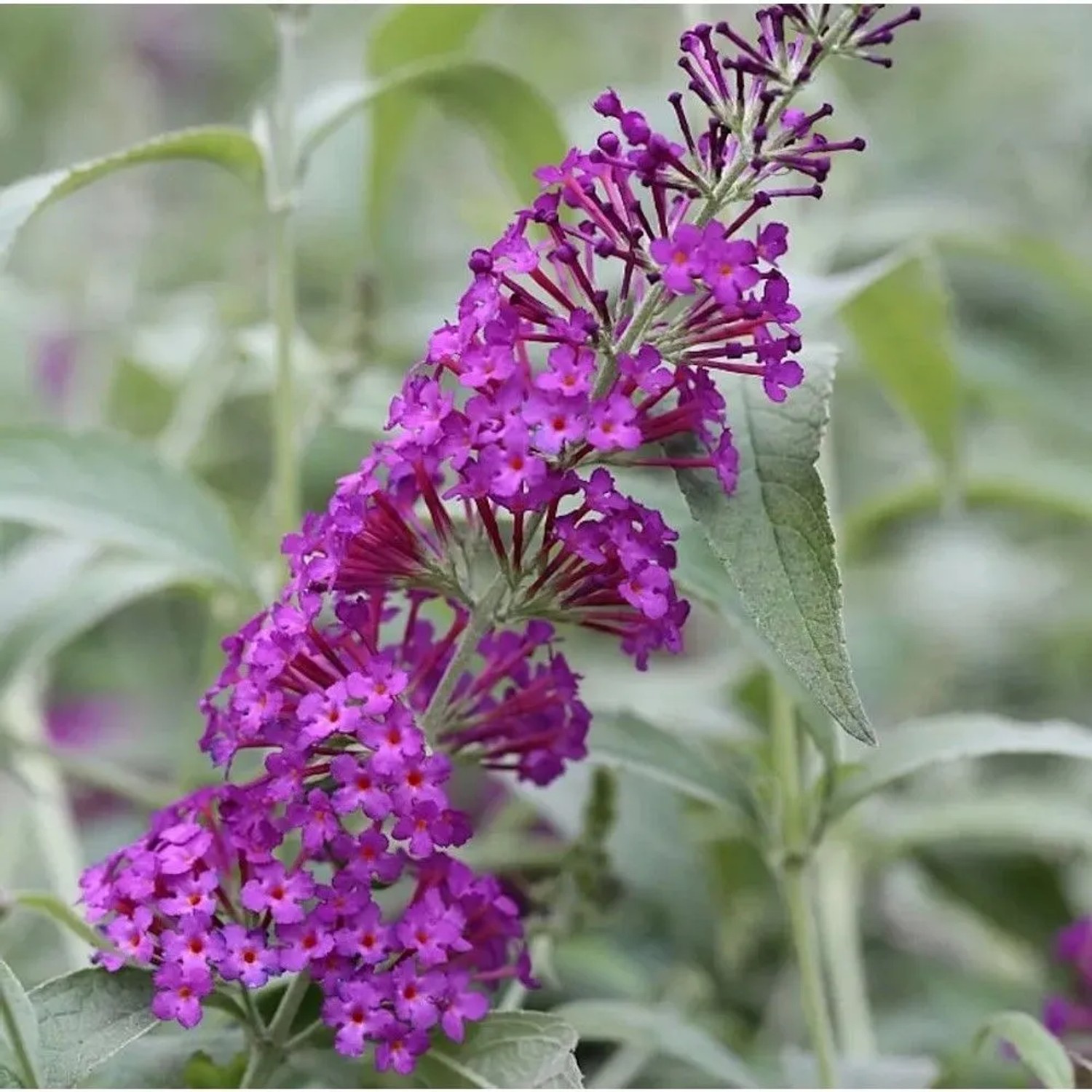 Schmetterlingsflieder Reve de Papillon 40-60cm - Buddleja