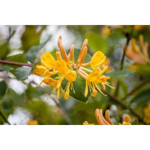 Nahaufnahme der orange-gelben Blüten des Geißblatts Lonicera Tellmanniana.