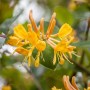 Nahaufnahme der orange-gelben Blüten des Geißblatts Lonicera Tellmanniana.