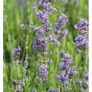 Blühender Echter Lavendel Munstead (Lavandula angustifolia) im Garten.