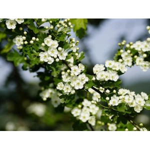 Blühender Baumfink Weißdorn (Crataegus monogyna) als Topfpflanze mit weißen Blüten.