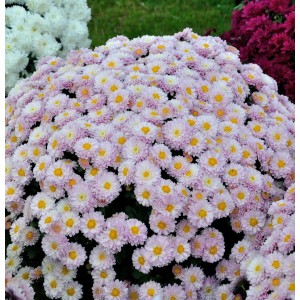 Nahaufnahme einer Winteraster Julia (Chrysanthemum hortorum) mit zarten, rosa Blüten.