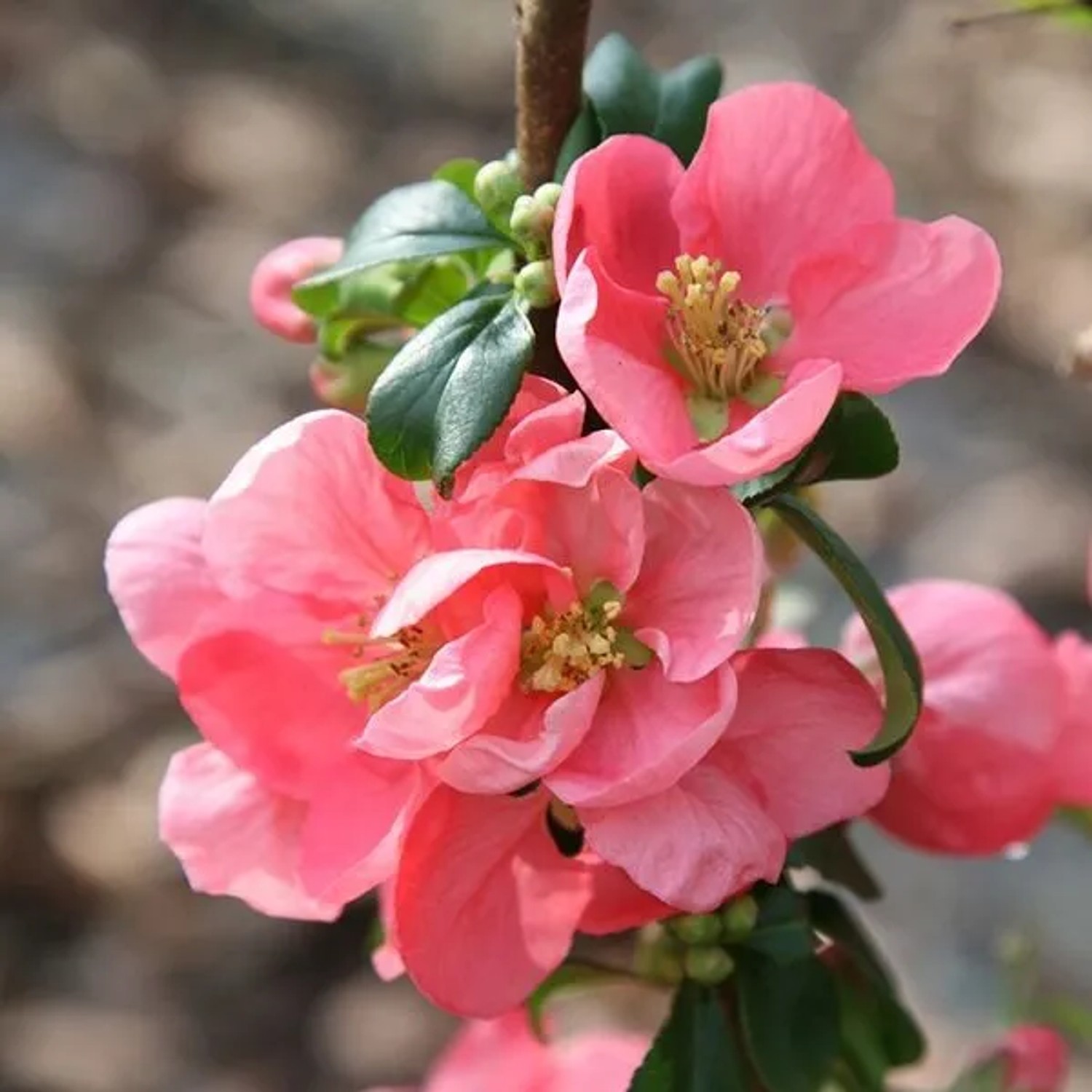 Zierquitte 'Pink Lady' Chaenomeles superba 30 bis 40 cm im Container Fruchttragend
