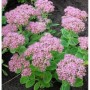 Rosa Fetthenne 'Carmen' (Sedum spectabile) im Gartenbeet. Blühende Staude mit grünen Blättern.