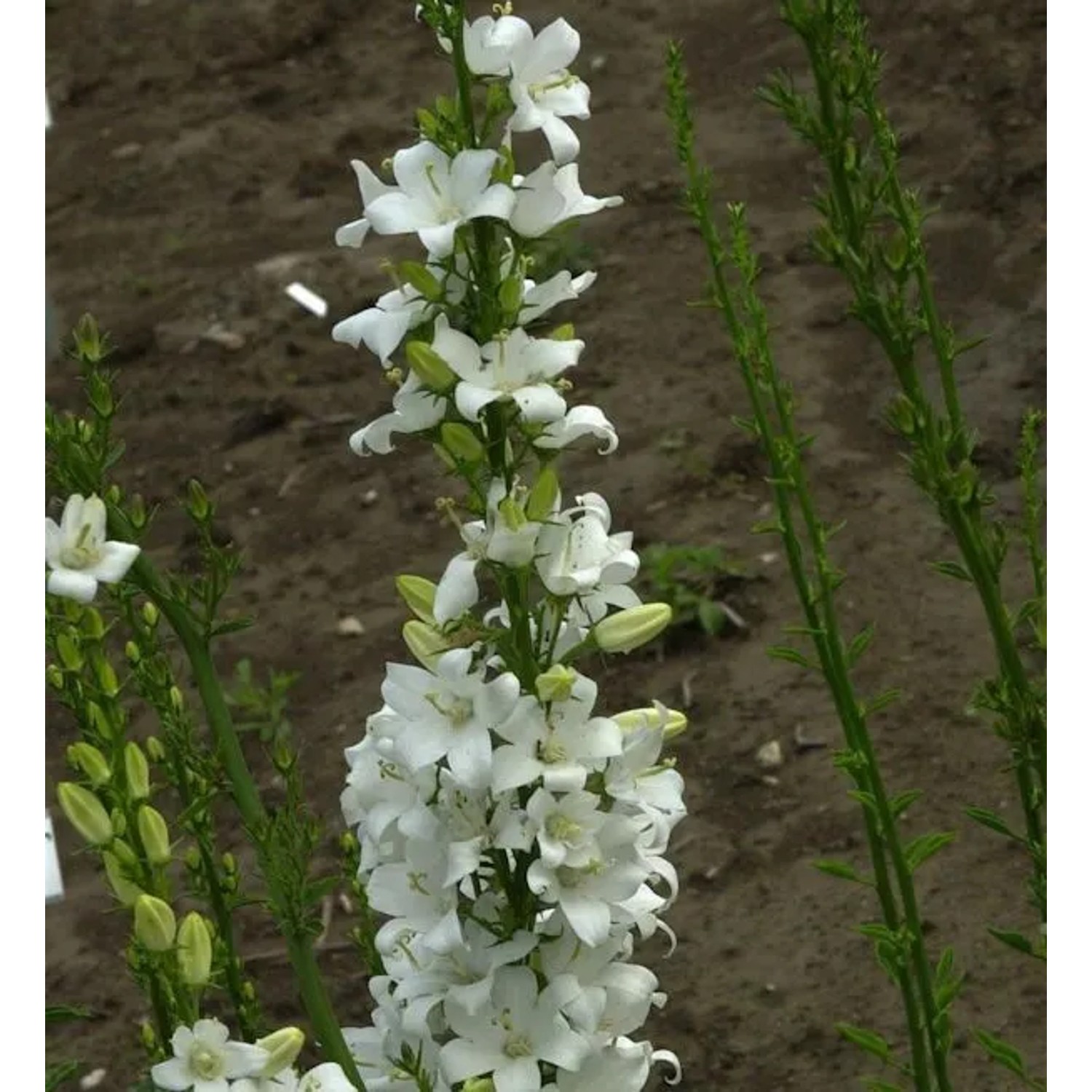 Pyramiden Glockenblume Alba - Campanula pyramidalis