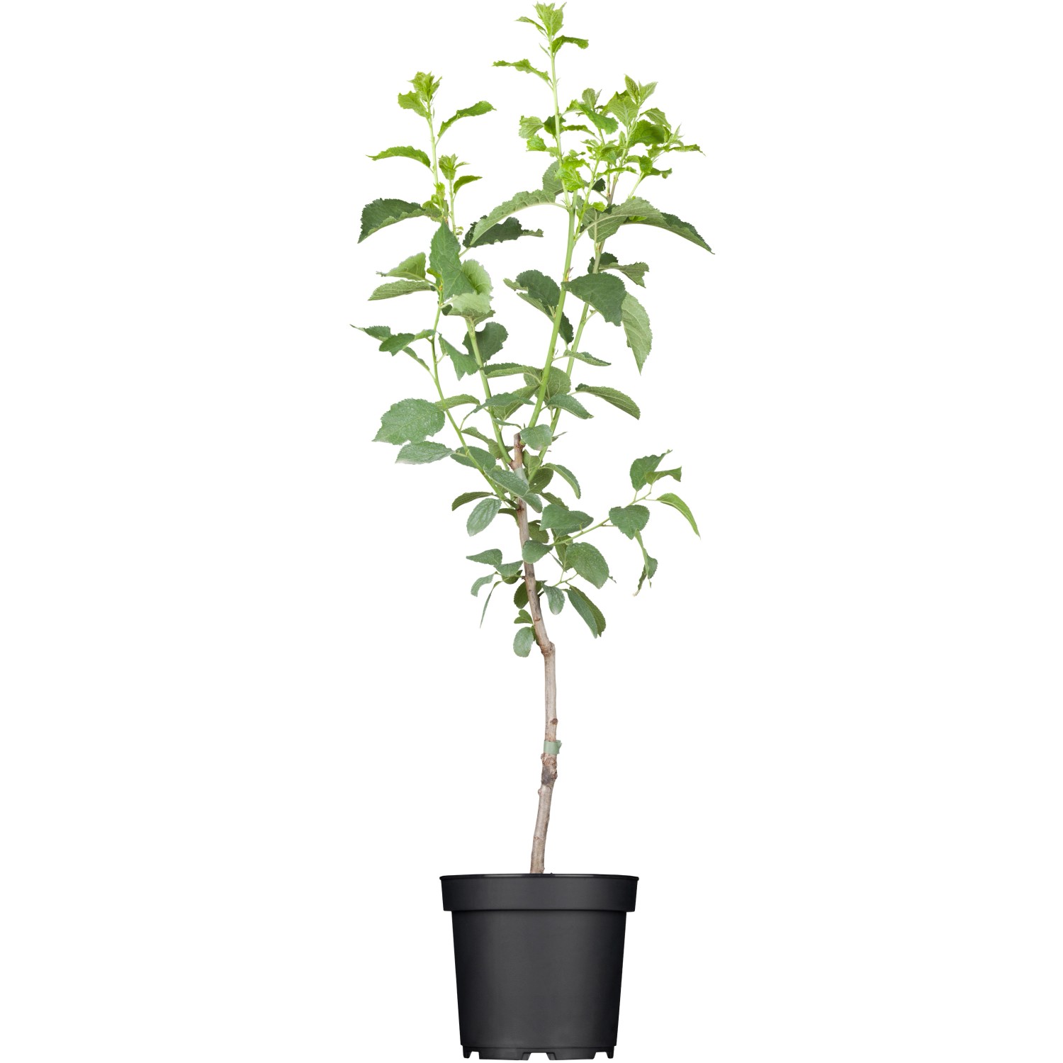 GROW by OBI Bio Pflaume The Czar Blau Höhe ca. 120 - 140 cm Topf ca. 7 l