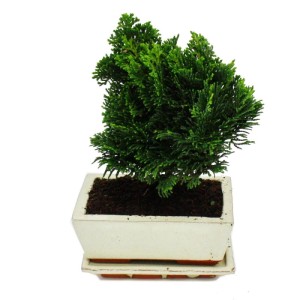 Exotenherz Outdoor-Bonsai Chamaecyparis Scheinzypresse (3-4 Jahre) im Topf mit Untersetzer.