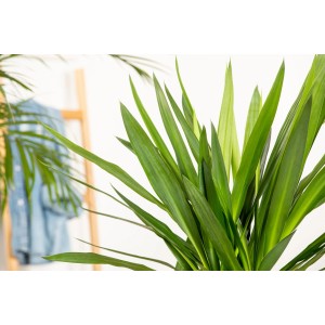 Nahaufnahme einer grünen Palmlilie (Yucca-Palme) im Topf, ca. 75 cm hoch. Zimmerpflanze mit schwertförmigen Blättern.
