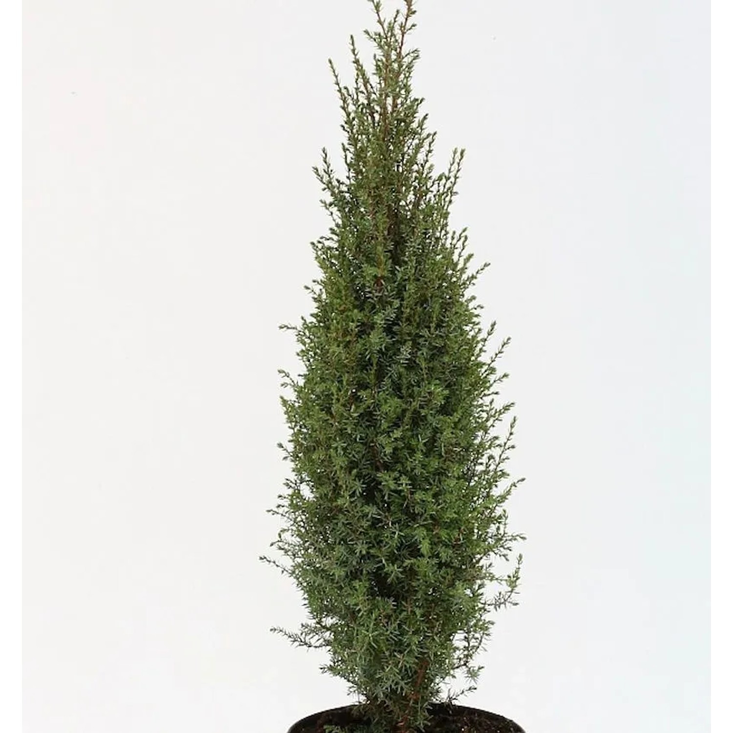 Wildwacholder Arnold 40-50cm - Juniperus communis