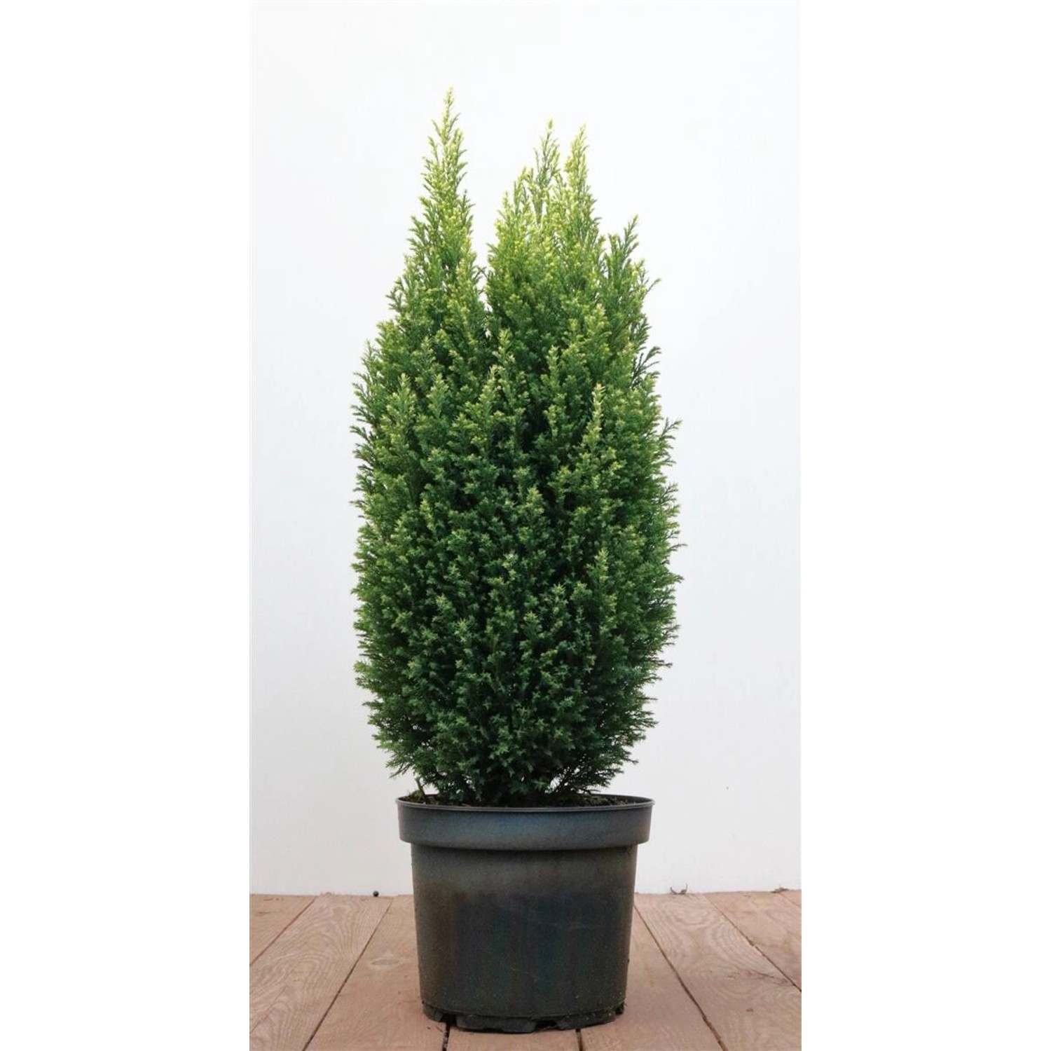 Chamaecyparis lawsoniana 'Snow White' -R- 50-60 cm günstig online kaufen