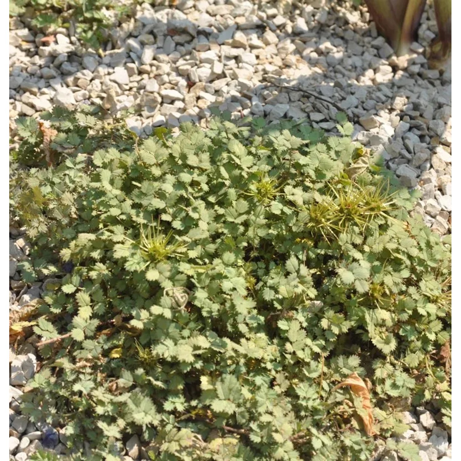 Stachelnüßchen Frikart - Acaena caesiiglauca