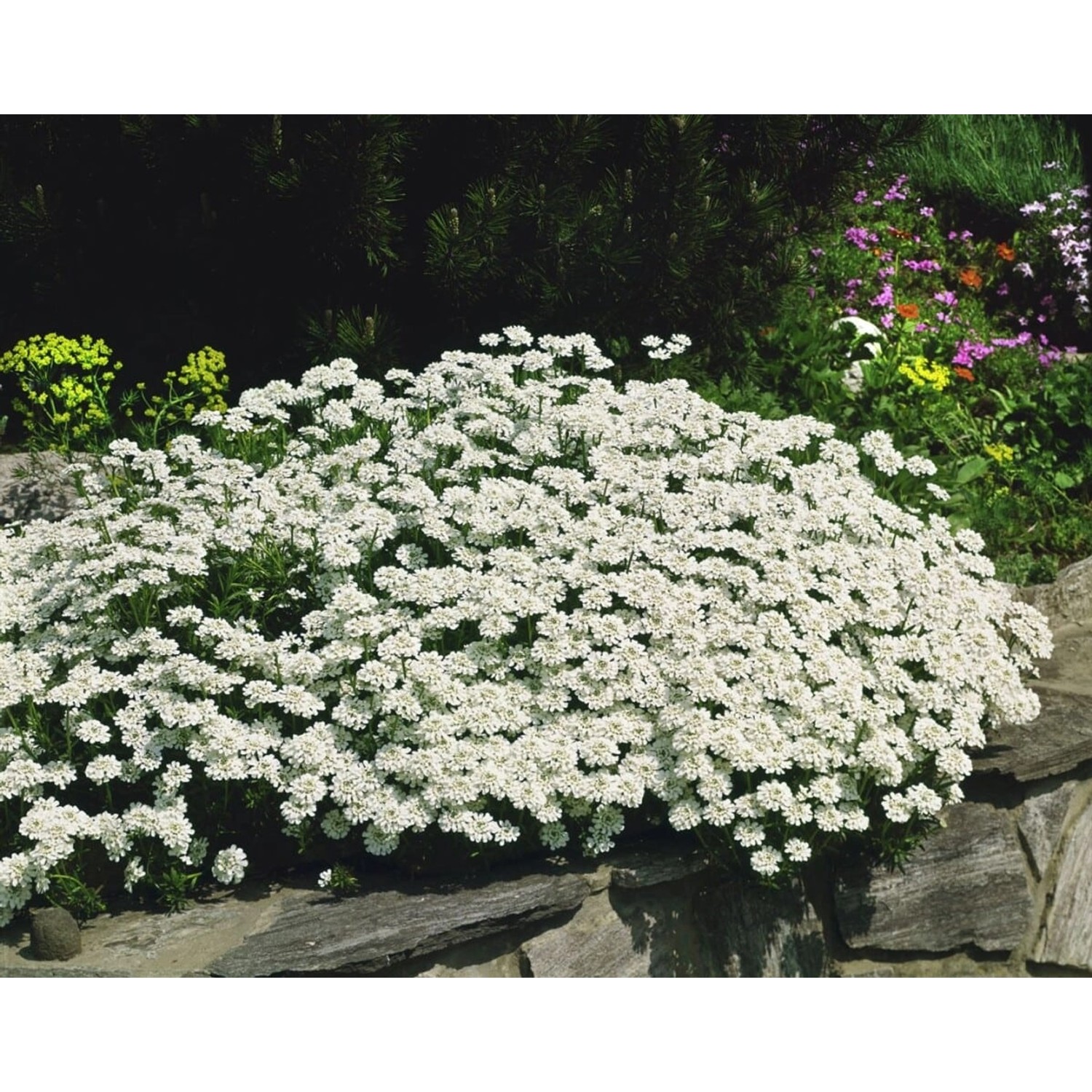 Iberis Sempervirens Findel Schleifenblume Weiß Ca. 9x9 cm Topf günstig online kaufen