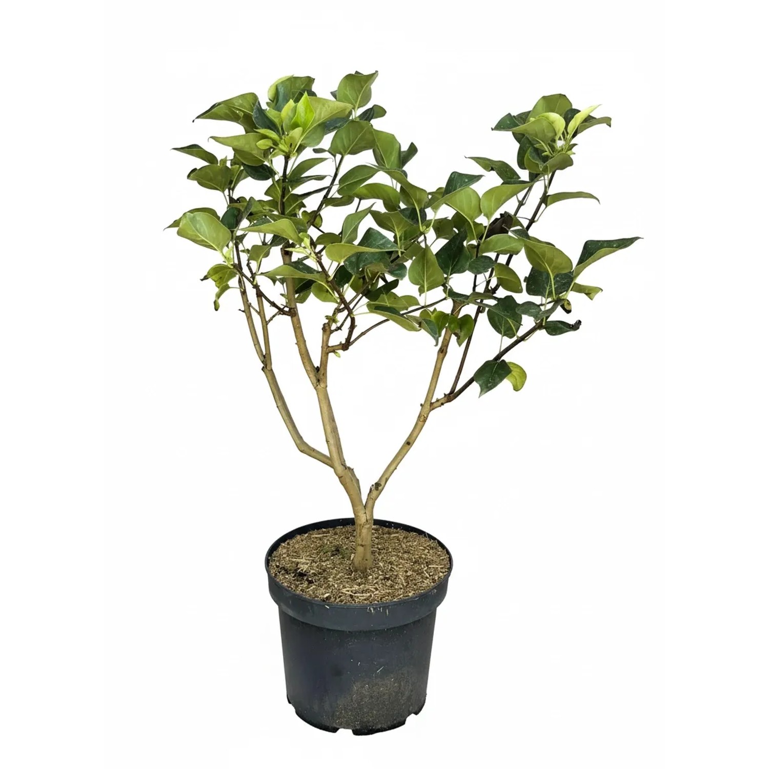 Baumfink Edelflieder Michel Buchner als Topfpflanze 60-80cm