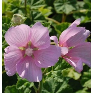 Nahaufnahme einer rosa Buschmalve (Lavatera thuringiaca) mit grünen Blättern.