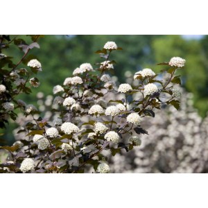 Dunkelrote Blasenspiere 'Diabolo' mit weißen Blüten im Garten.