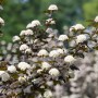 Dunkelrote Blasenspiere 'Diabolo' mit weißen Blüten im Garten.