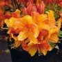 Orange Azalee 'Sunny Boy' (Rhododendron luteum) mit üppigen Blüten im Topf.