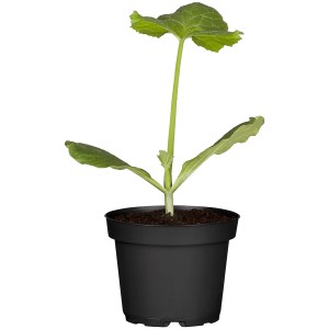 Gelbe Zucchini-Pflanze im Topf (ca. 12cm Ø). Jungpflanze des Fruchtgemüses Cucurbita pepo.