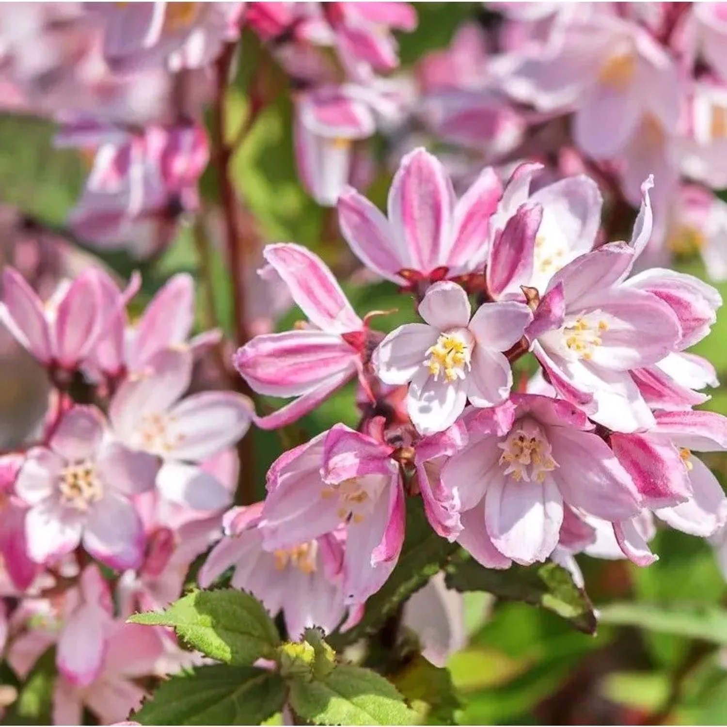 Teller Hortensie Cherry Champell 40-50cm - Hydrangea serrata