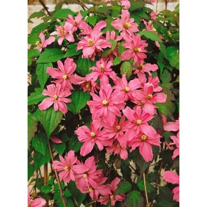 Rosa Clematis Montana Broughton Star Berg-Waldrebe mit üppigen Blüten und grünen Blättern.