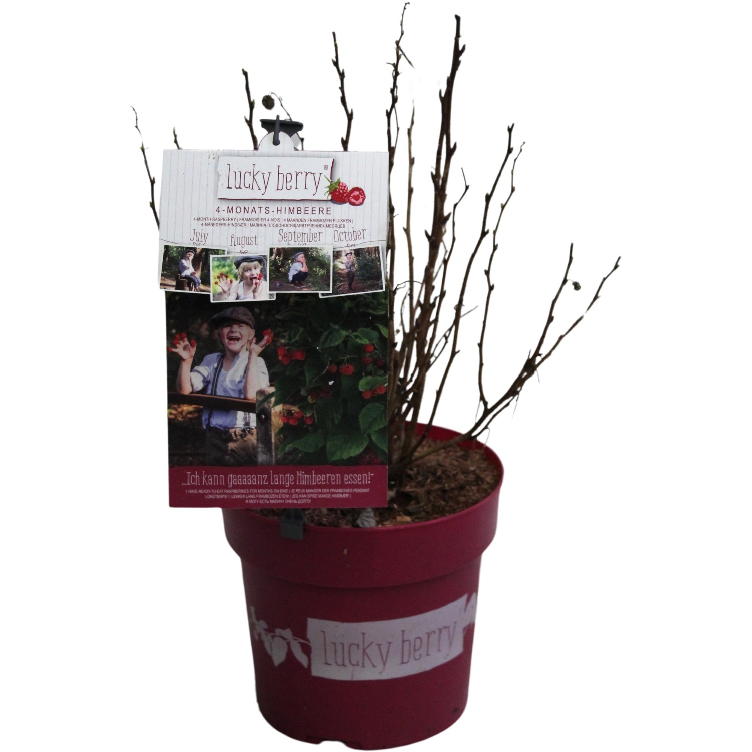 GROW by OBI Himbeere Lucky Berry Rot Höhe ca. 40 - 50 cm Topf ca. 5 l günstig online kaufen