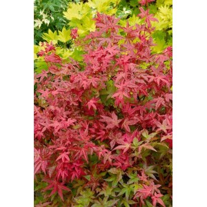 Acer Palmatum Deshojo: Japanischer Ahorn mit leuchtend roten Blättern. Hausbaum für Garten & Kübel.
