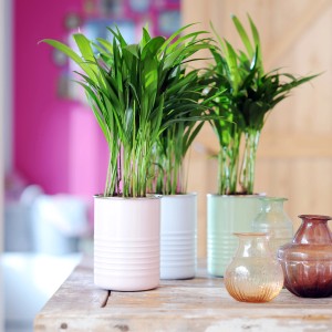 Goldfruchtpalme im Topf (Ø 12cm) von GROW by OBI. Zimmerpalme mit grünen Blättern in farbigen Übertöpfen.