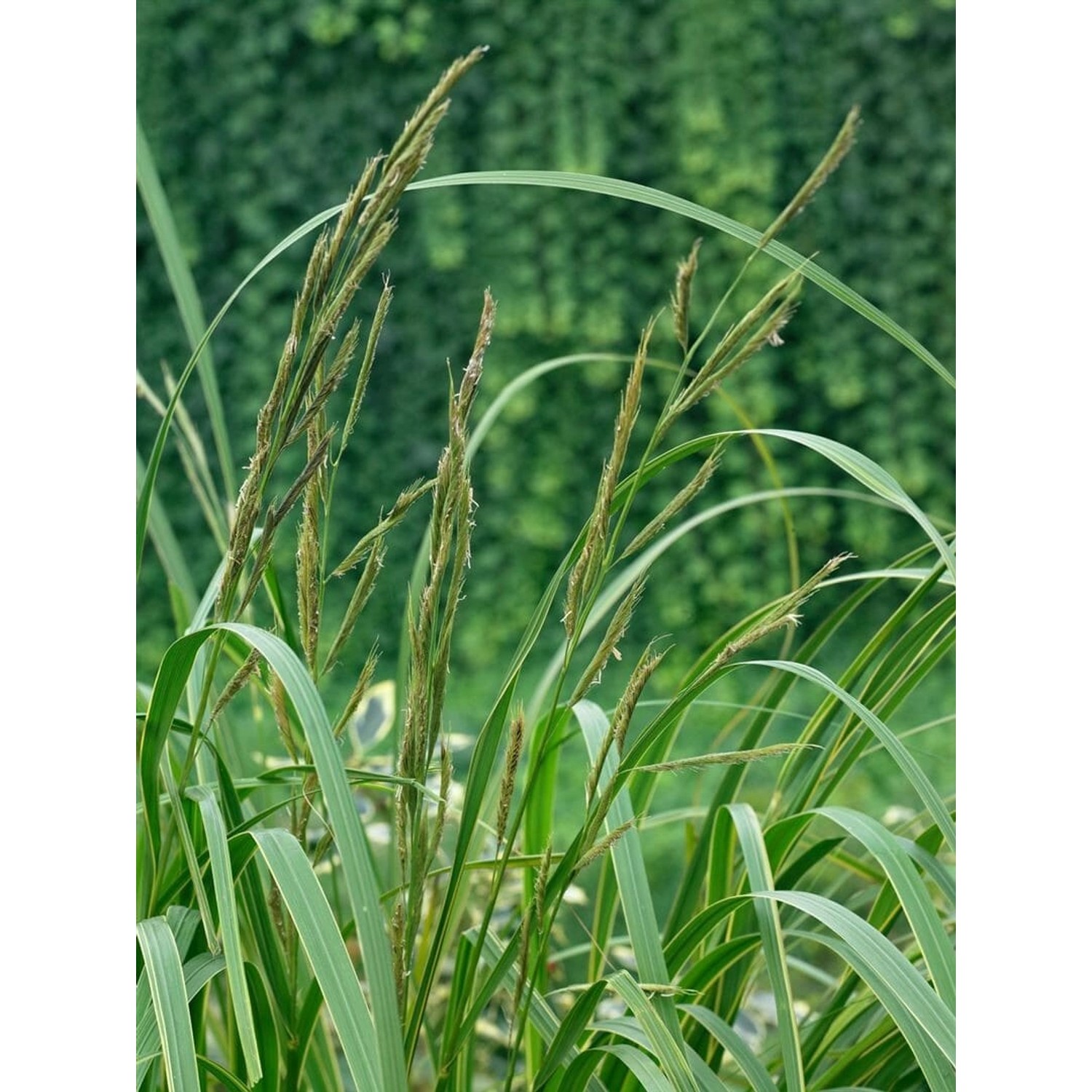 Spartina Pectinata Aureomarginata Goldrandgras 80–100 cm günstig online kaufen