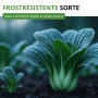 Frostresistente Pak Choi Pflanzen mit Reif im Gartenboden. Ideal für späten Anbau von Blattgemüse.