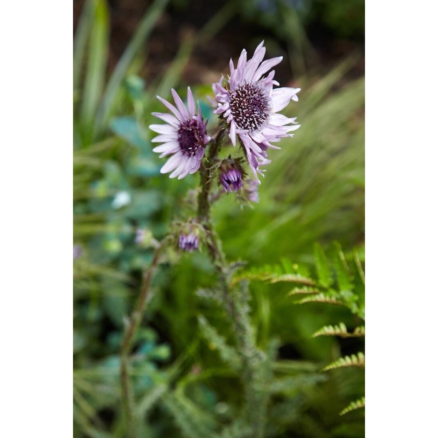 Berkheya Purpurea Silberdistel Ca. 11x11 cm Topf günstig online kaufen