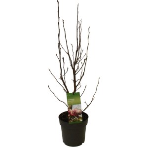 Rosarote Magnolie Rustica Rubra im Topf, ca. 60-80 cm hoch. Zierstrauch vor der Blüte.