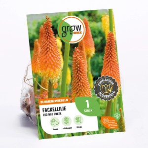 Fackellilie 'Red Hot Poker' (Kniphofia uvaria) Blumenzwiebel, Höhe ca. 80cm, orange-gelbe Blüten.