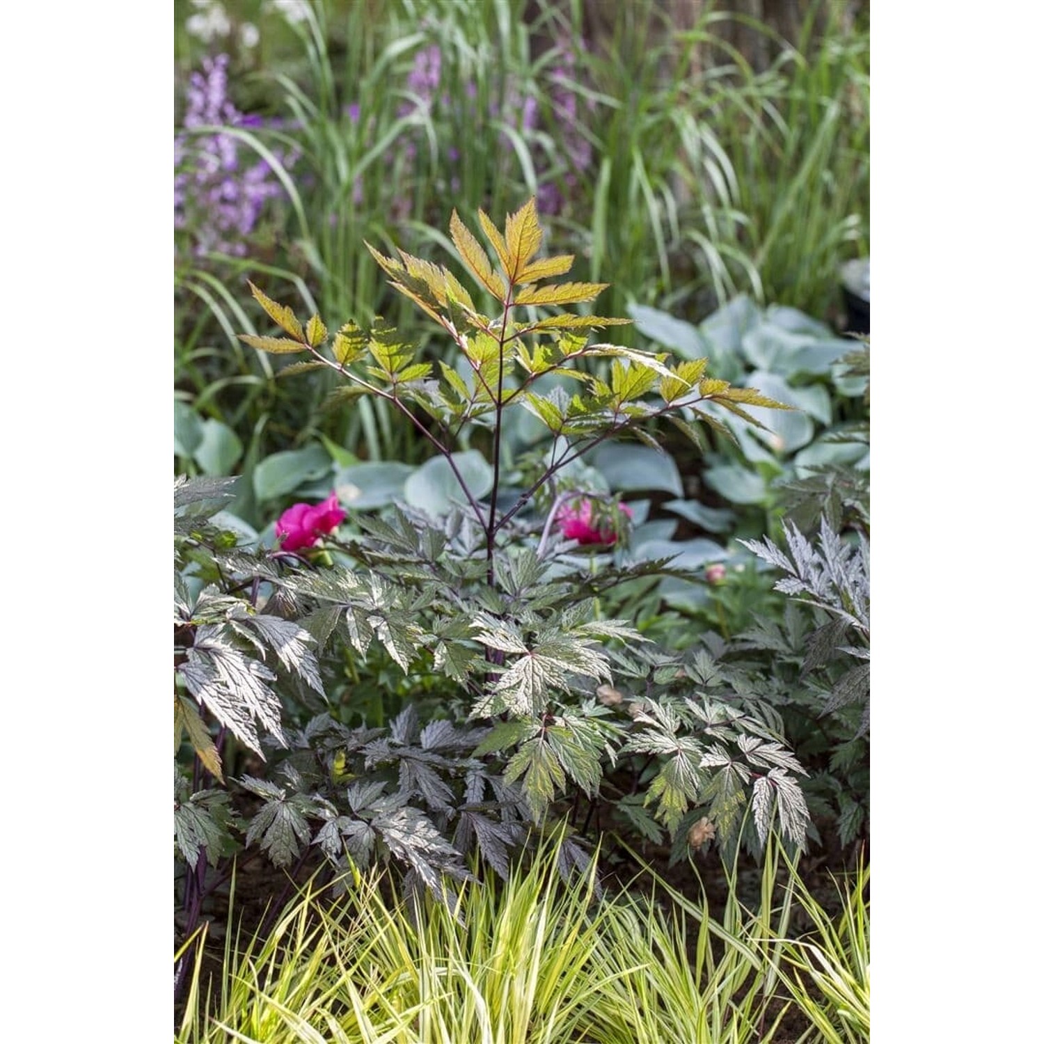 Cimicifuga Ramosa Pink Spike Silberkerze Ca. 11x11 cm Topf günstig online kaufen