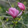 Nahaufnahme: Rosa Magnolie Galaxy Blüte und Knospe am Strauch.