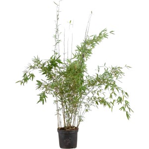 Schirmbambus Fargesia rufa im Topf, ca. 175-200 cm hoch. Ideal als Hecke oder Solitär.