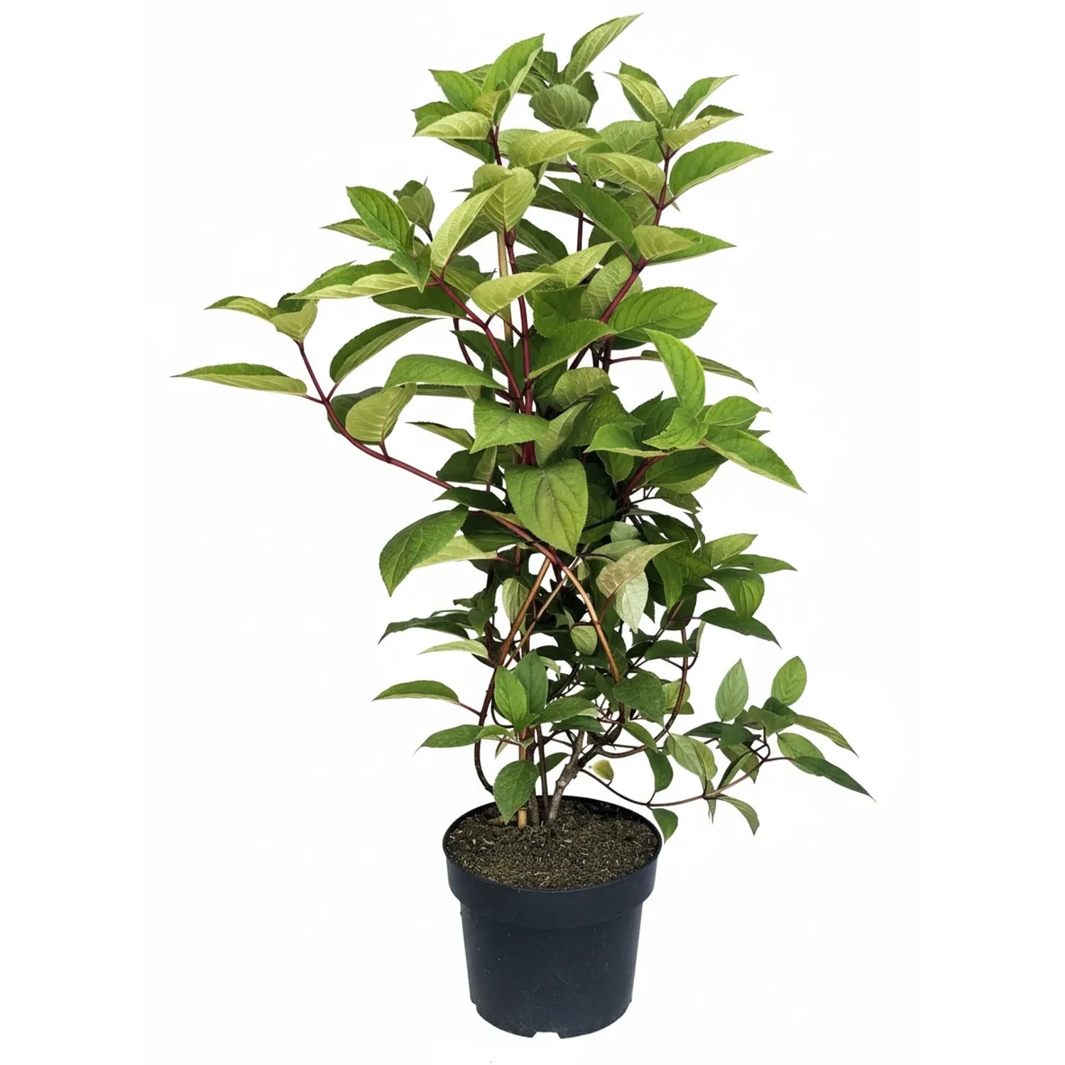 Baumfink Sternchenstrauch Strawberry Field als Topfpflanze 60-100cm