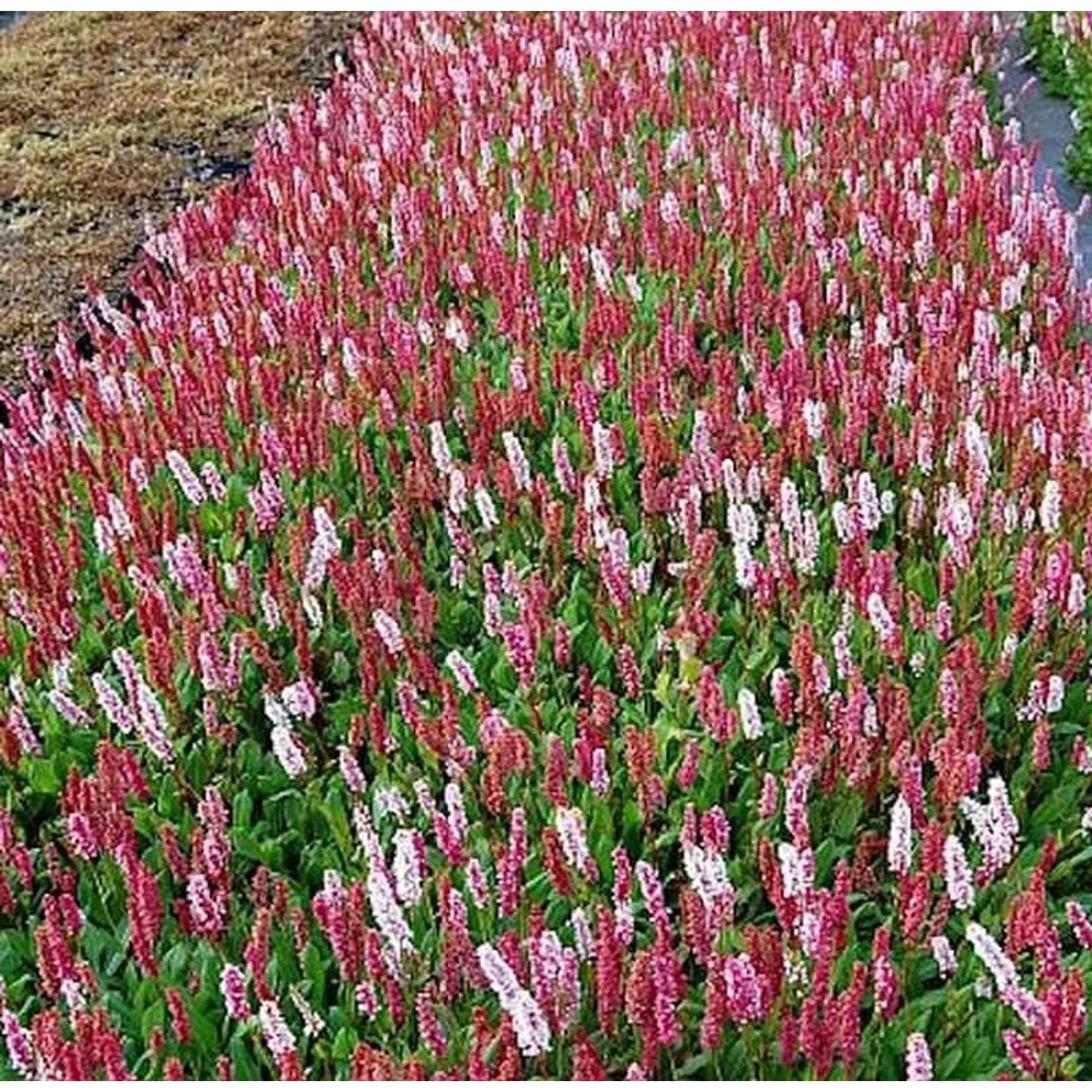 Schneckenknöterich Dimity - Persicaria affinis