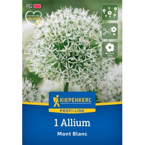 Kiepenkerl Zierlauch Mont Blanc Blumenzwiebel mit großer, weißer Blüte.