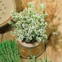 Echter Thymian 'Pinewood' im Topf, mit weißen Blüten in einer alten Teekanne auf Holztisch.