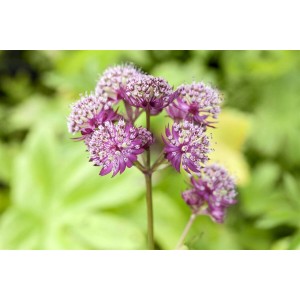 Nahaufnahme der rosa-weißen Blüte der Großen Sterndolde Primadonna im Garten.
