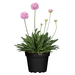 Grasnelke 'Dreameria' im Topf, rosa Blüten, grüne Blätter. Ideal für Steingärten.