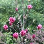 Magnolie 'March Till Frost' (60-80cm) mit purpurrosa Blütenknospen und grünen Blättern.