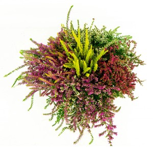 Knospenblüher-Heide Five Champs im Topf, verschiedene Farben. Calluna vulgaris Heidepflanze.