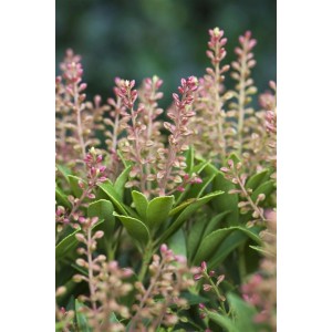 Japanische Lavendelheide Purity mit weißen Blüten und grünen Blättern.