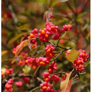 Pfaffenhütchen (Euonymus europaeus) mit roten Früchten und Blättern.
